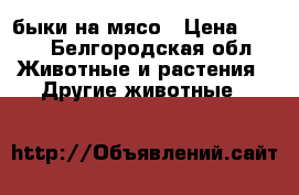 быки на мясо › Цена ­ 130 - Белгородская обл. Животные и растения » Другие животные   
